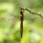 Prvi podaci o distribuciji mušice Forcipomyia paludis, ektoparazita vilinih konjica, u BiH Prvi podaci o distribuciji mušice Forcipomyia paludis, ektoparazita vilinih konjica, u BiH