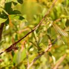 Preparation for BOOM 2018: spring survey of dragonfly species and habitats in Kosovo - photo gallery Preparation for BOOM 2018: spring survey of dragonfly species and habitats in Kosovo - photo gallery