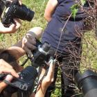 Savjeti za fotografisanje vilinih konjica Savjeti za fotografisanje vilinih konjica