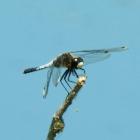 Novi nalaz bjelorepog tresetara (Leucorrhinia caudalis) u Bosni i Hercegovini Novi nalaz bjelorepog tresetara (Leucorrhinia caudalis) u Bosni i Hercegovini
