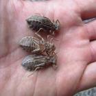 Potvrđeno prisustvo populacije i razmnožavanje vrste Lindenia tetraphylla (Vander Linden, 1825) u Hutovom blatu Potvrđeno prisustvo populacije i razmnožavanje vrste Lindenia tetraphylla (Vander Linden, 1825) u Hutovom blatu