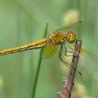 Sympetrum flaveolum u BiH i na Dinaridima / Sympetrum flaveolum in BiH and the Dinaric Alps Sympetrum flaveolum u BiH i na Dinaridima / Sympetrum flaveolum in BiH and the Dinaric Alps