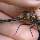 Objavljen prvi nalaz vrste Leucorrhinia caudalis u BiH / First record of Leucorrhinia caudalis in BiH is published  Objavljen prvi nalaz vrste Leucorrhinia caudalis u BiH / First record of Leucorrhinia caudalis in BiH is published