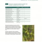 Vilini konjici u kanjonima rijeka Sutjeska i Hrčavka  Vilini konjici u kanjonima rijeka Sutjeska i Hrčavka