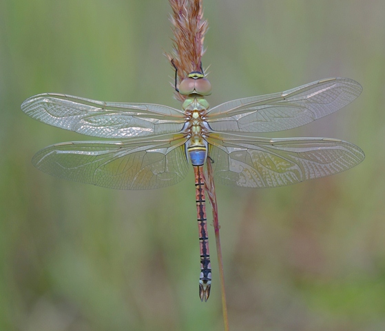 Anax ephippiger