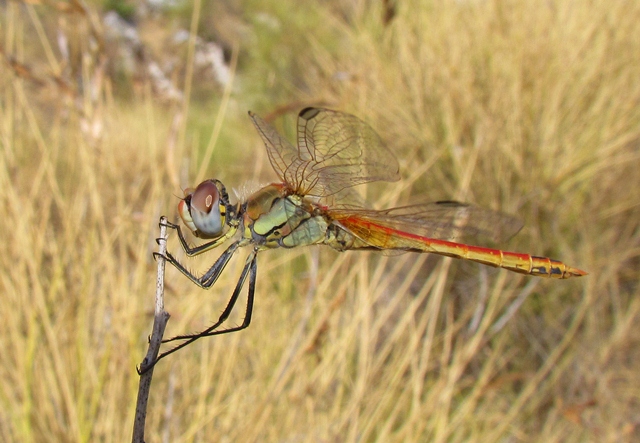 Sympetrum fonscolombii